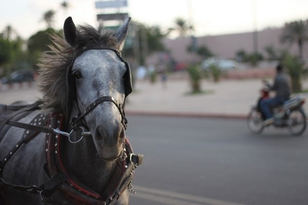 horse and cart ride around Marrakesh