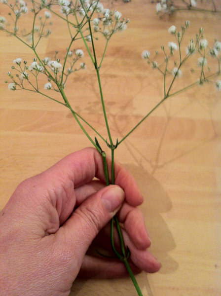 Gypsophila Bouquet