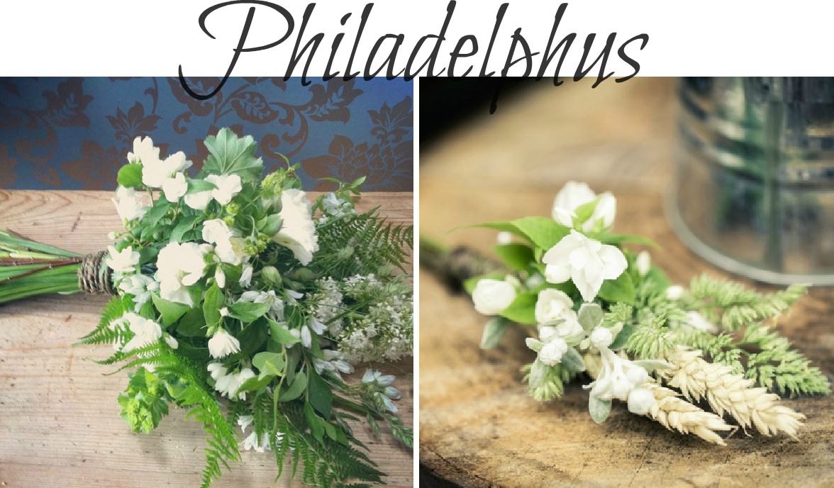 summer seasonal flowers - Philadephus