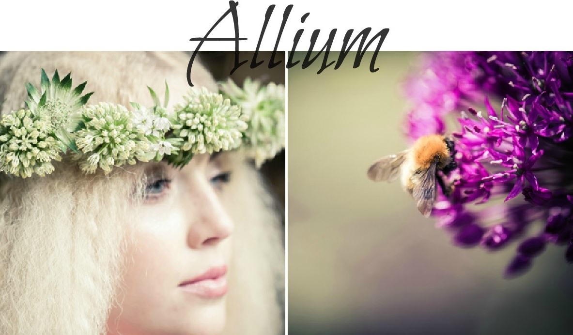 summer seasonal flowers - alium