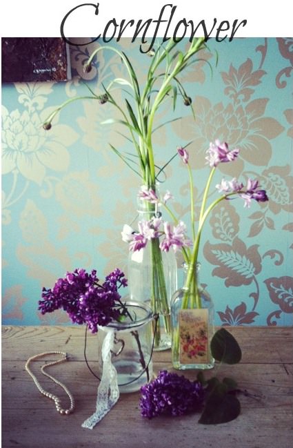 summer seasonal flowers - cornflowers