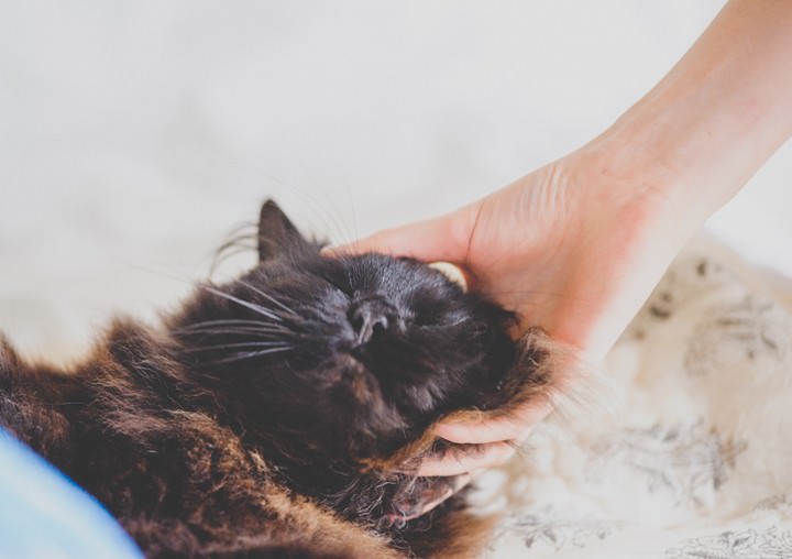 black fluffy cat