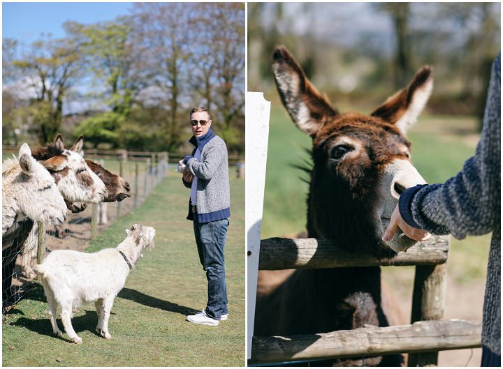 19 Donkey Sanctuary in Cornwall