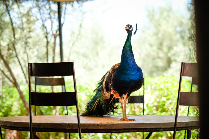 8 Zoe & Adam's Relaxed Moroccan Wedding. By Andrew Billington