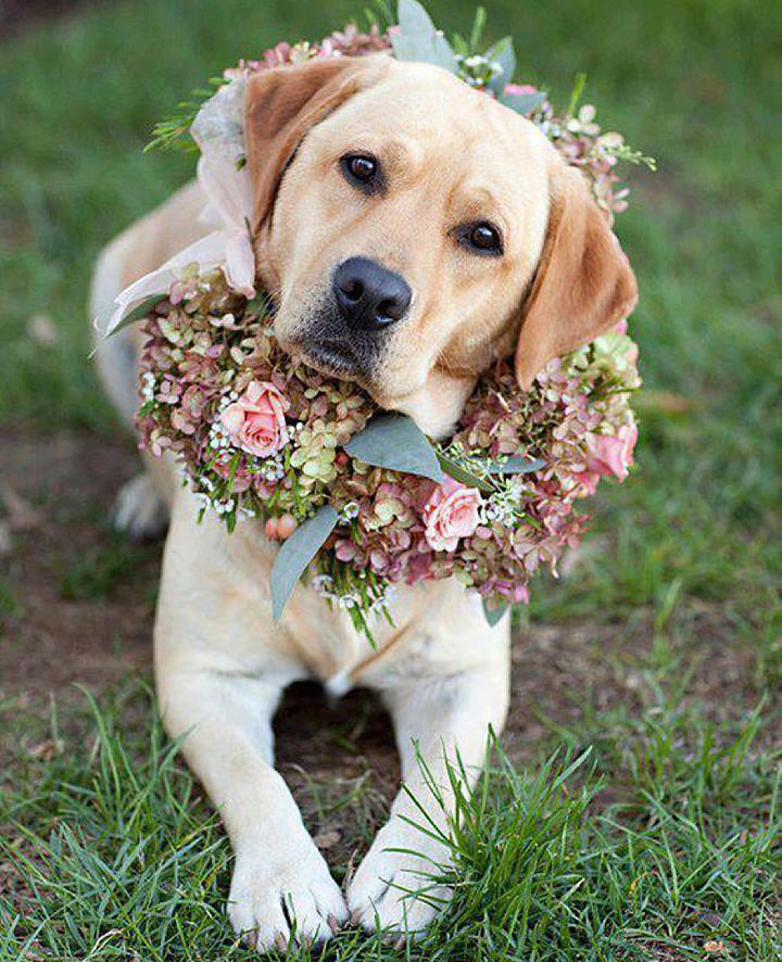 Boho Pins: Top 10 Pins of the Week from Pinterest - Pets at Weddings