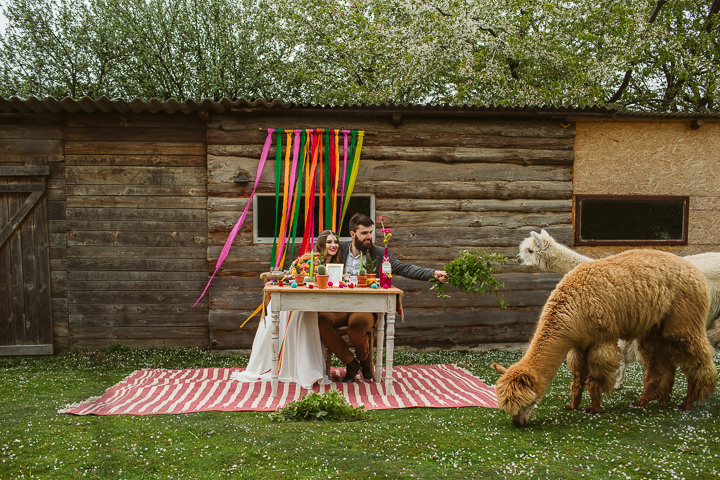 Ania and Michał’s Outdoor Photo Session with Alpacas by Motkowicz Photography