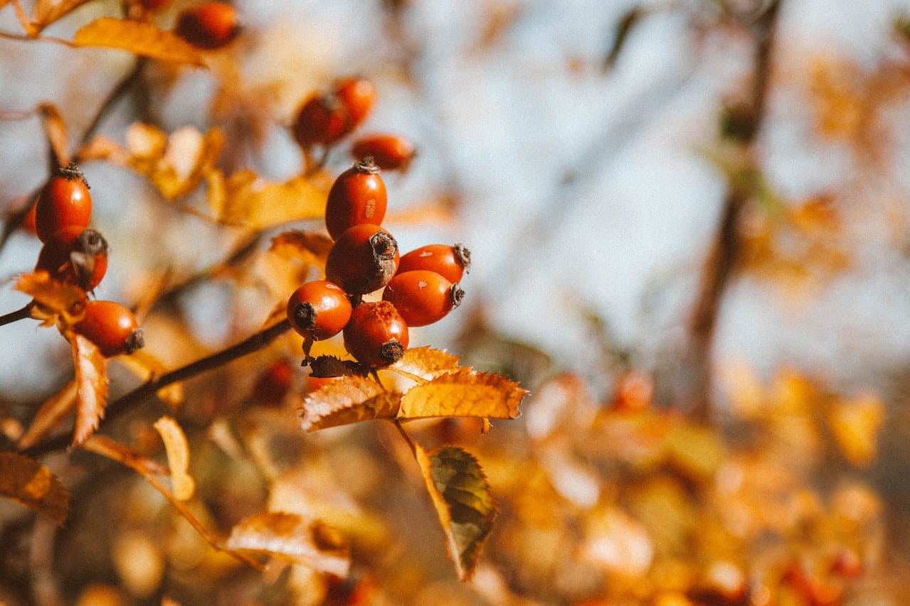 Autumn Flowers for a Boho Wedding